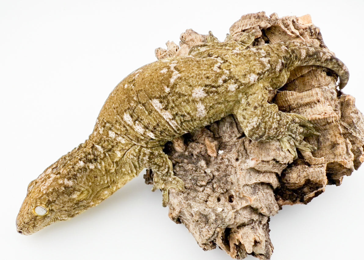 ジャイアントゲッコー ブロッセ