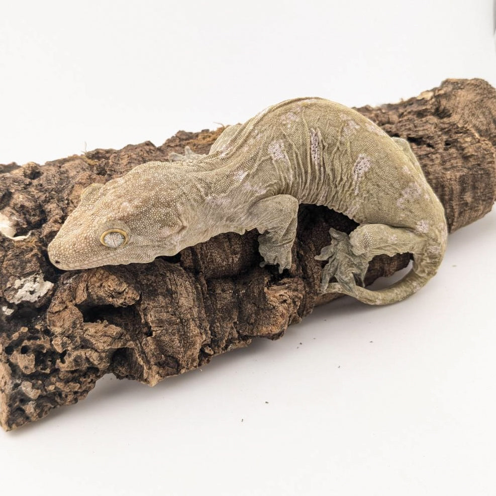 ジャイアントゲッコー コーギス