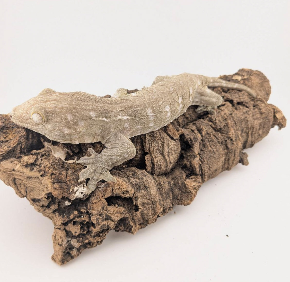 ジャイアントゲッコー コーギス