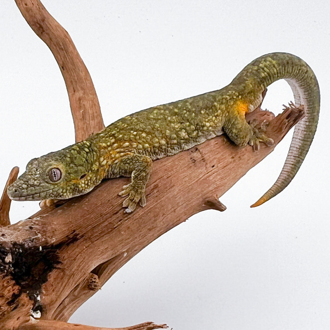 アグリコラクチサケヤモリ