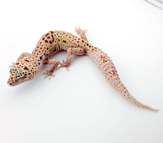 ドリームシクル