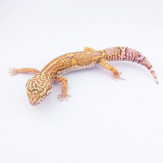 ハイコンアルビノ