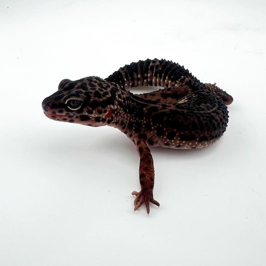 ブラックナイト