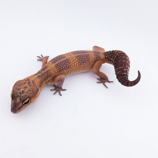 ラヴァブラックナイト