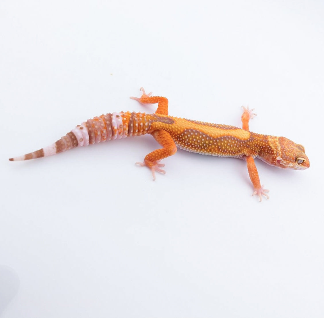 ブラックウォーター50%hetエクリプス