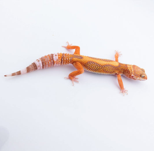 ブラックウォーター50%hetエクリプス