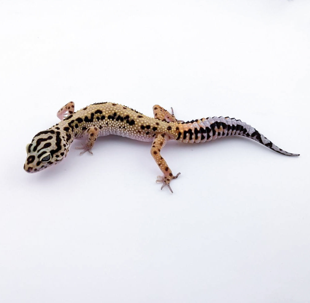 タンジェリンボールドジャングル