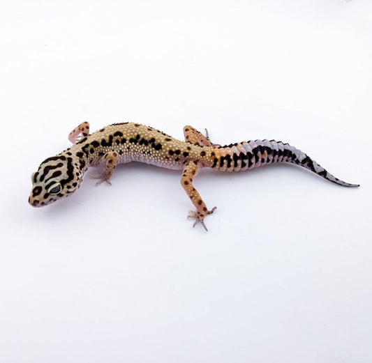 タンジェリンボールドジャングル