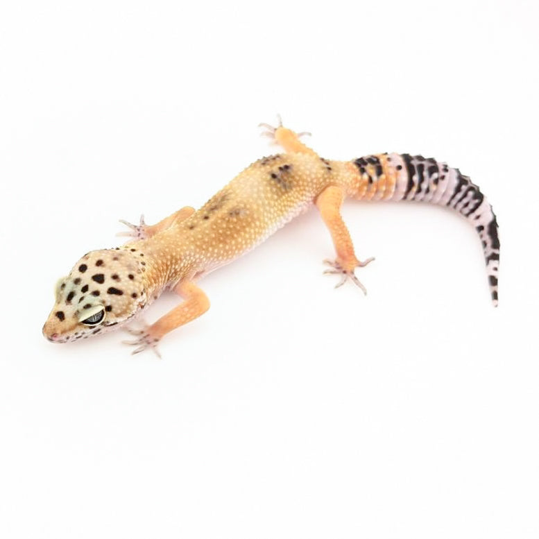 メラニスティッククロス