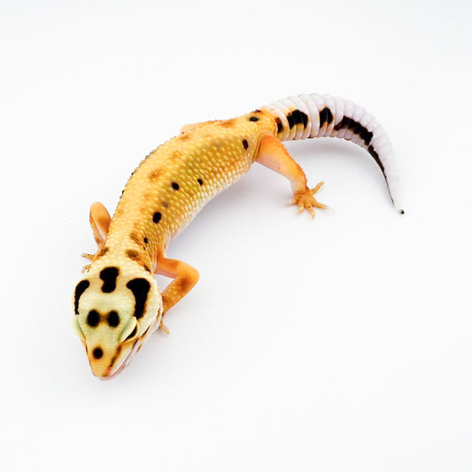 タンジェリンボールド