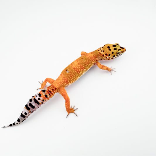 ブラッドクロス