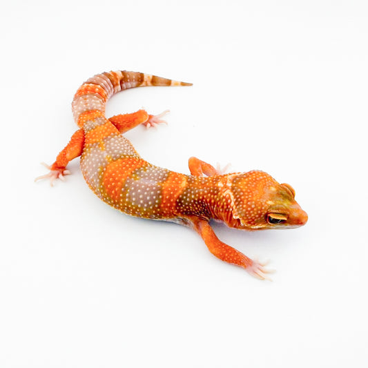 ブラックウォーター50%phエクリプス