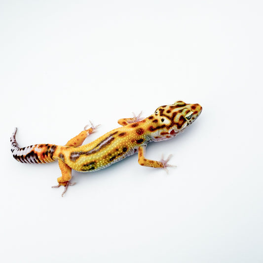 キャロットヘッドアルビノタンジェリンジャングル