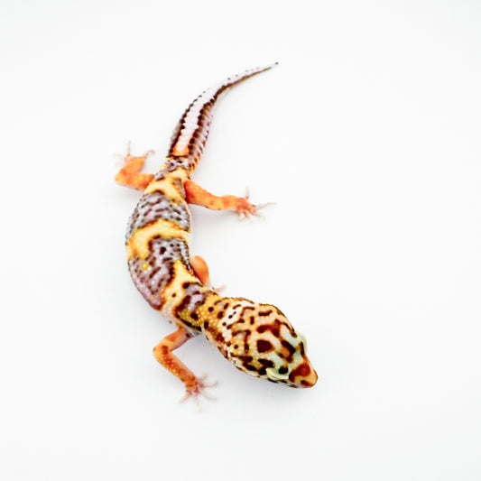 ボールドベルpossWY