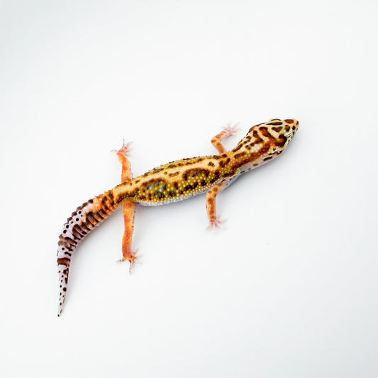 レッドストライプベルWYpossマックスノー