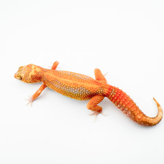 ブラックウォーターレッドストライプ50%phエクリプス