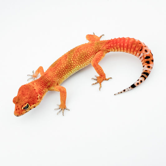 ブラッドドエメリン