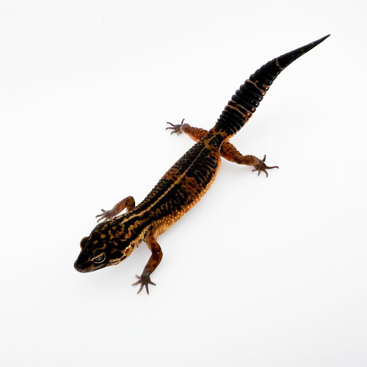 ライトブラックナイトマンダリン