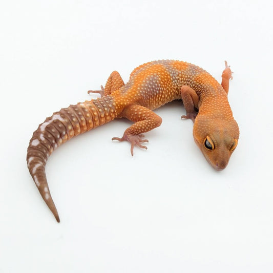 ラヴァブラックナイト