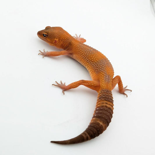 ラヴァブラックナイト