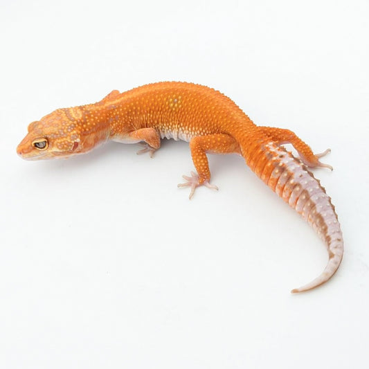 ブラックウォーター50%hetエクリプス