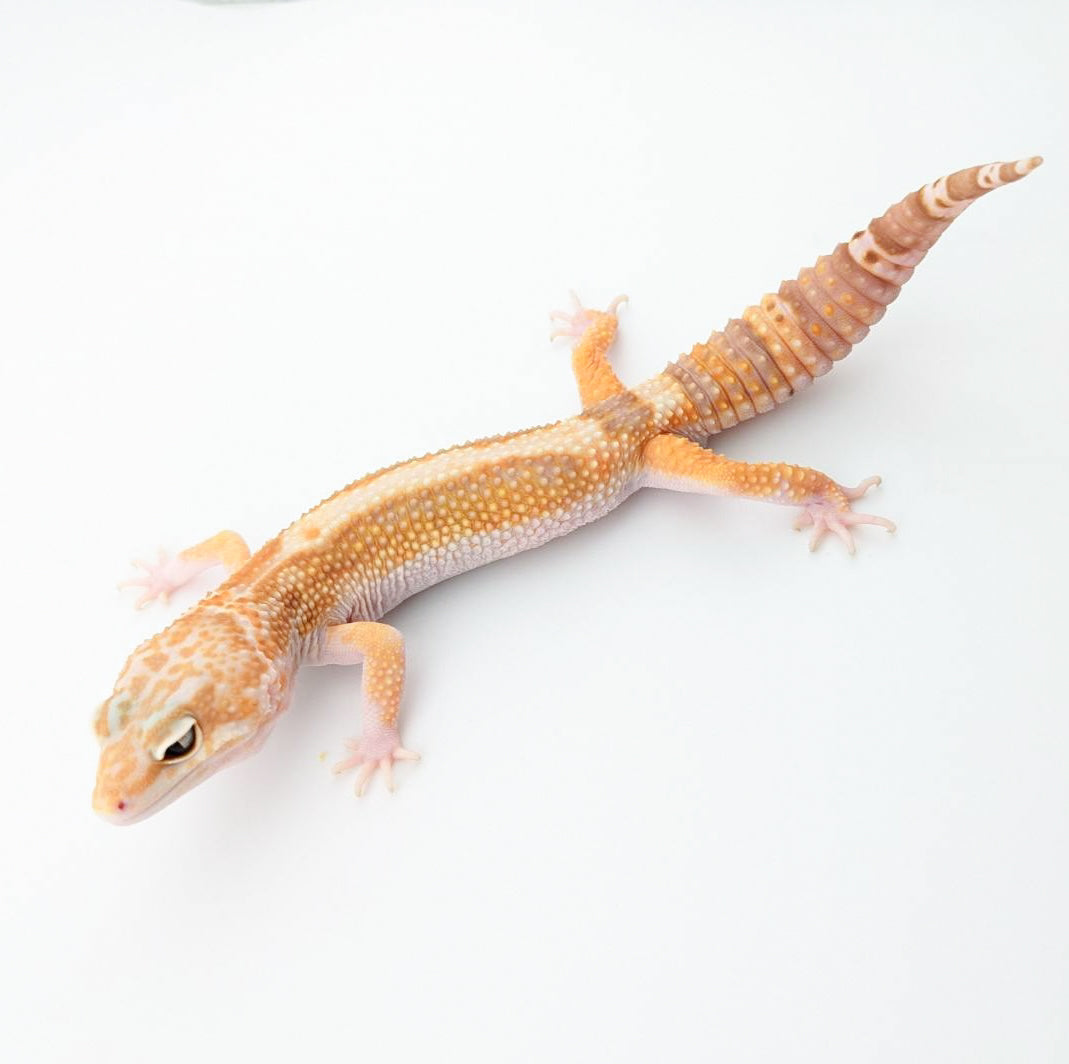 ブラックウォーターエクリプス