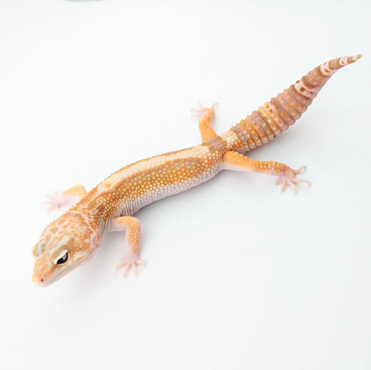 ブラックウォーターエクリプス