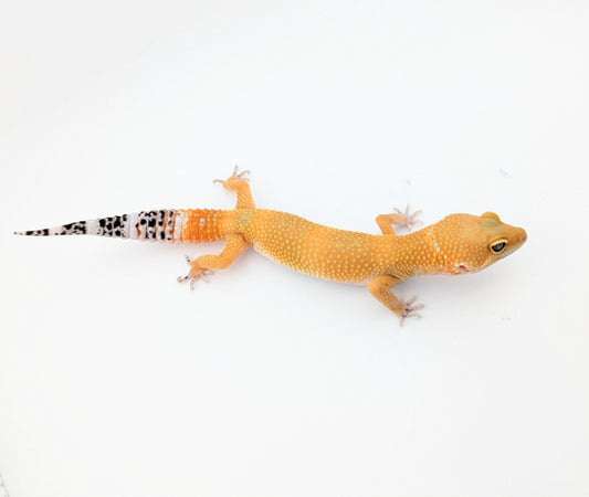 メラニスティックタンジェリンMIX