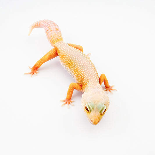 アルビノリューシ