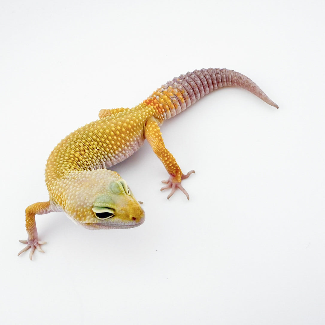 マーフィーパターンレス