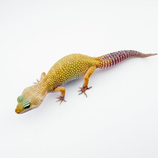 マーフィーパターンレス