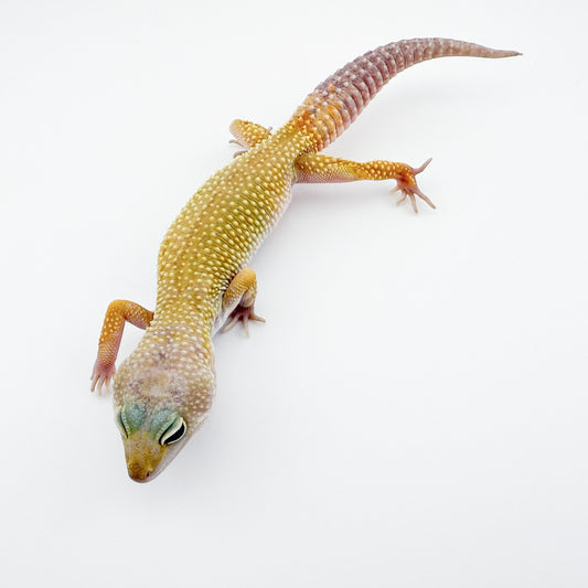 マーフィーパターンレス