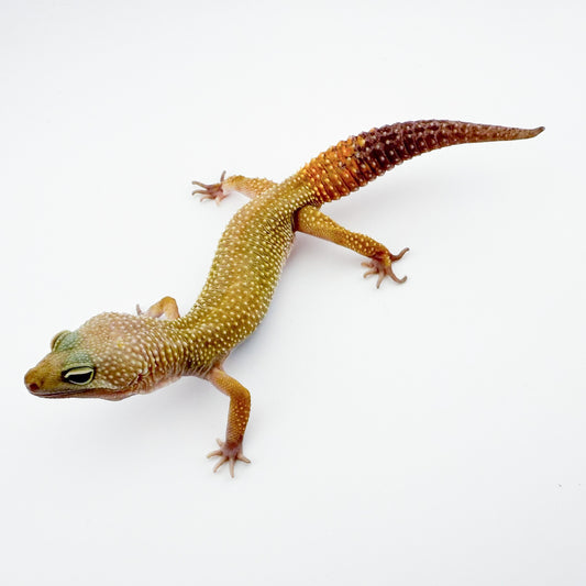 マーフィーパターンレス