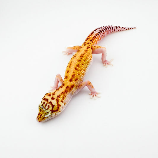 スノーラプター