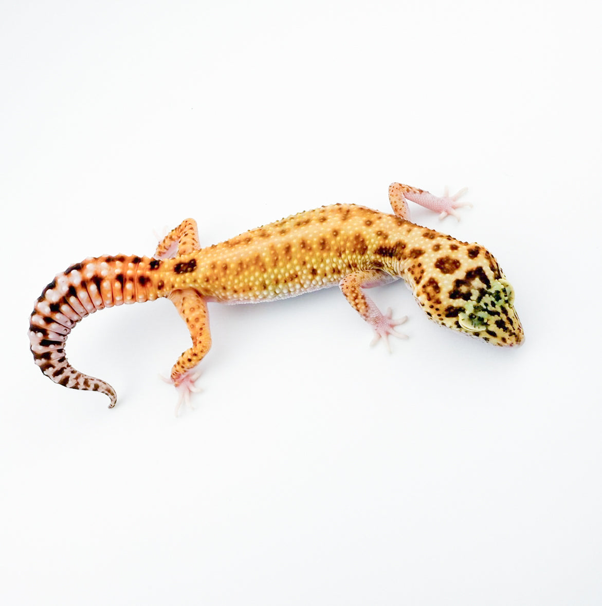 スノーラプター