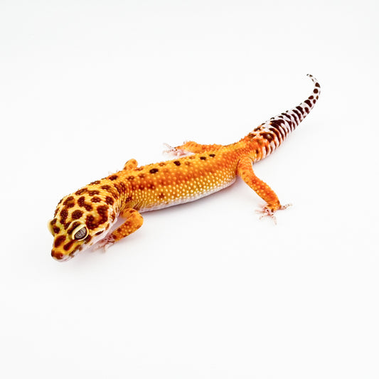 スノーラプター