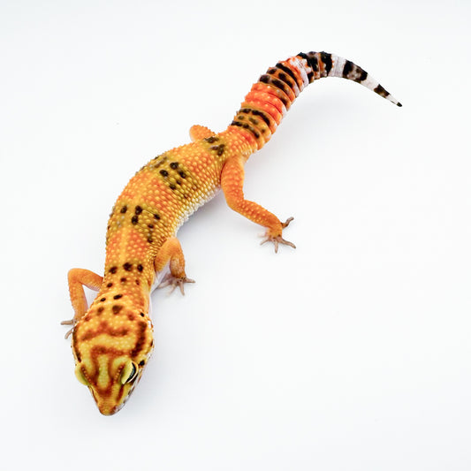 モルテンラベンダー