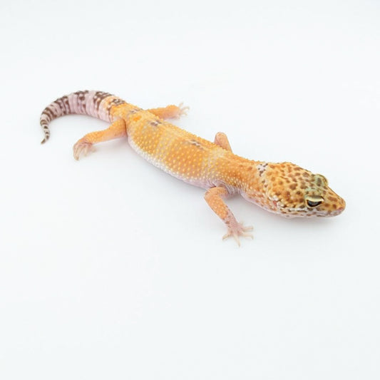 W＆Yスノートレンパー