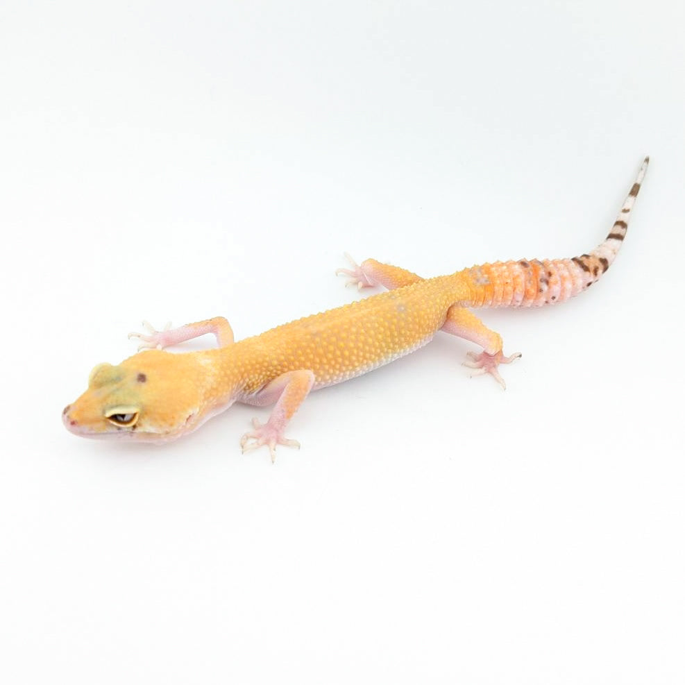 W＆Yトレンパーエクリプス