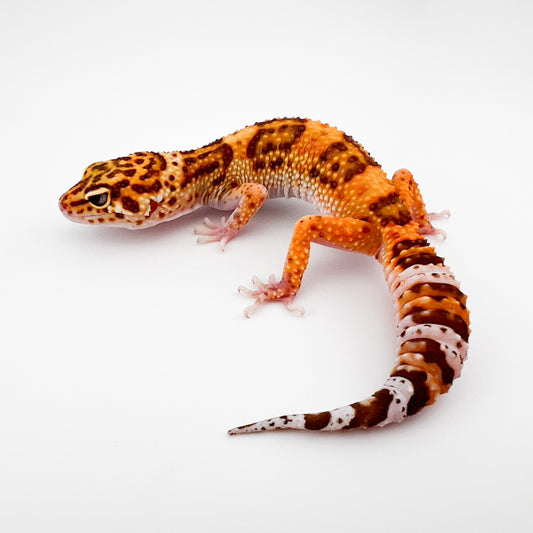 トレンパーエクリプス