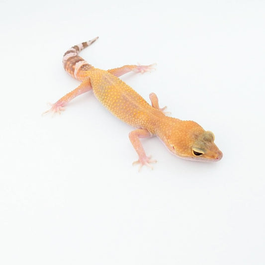 トレンパーエクリプス