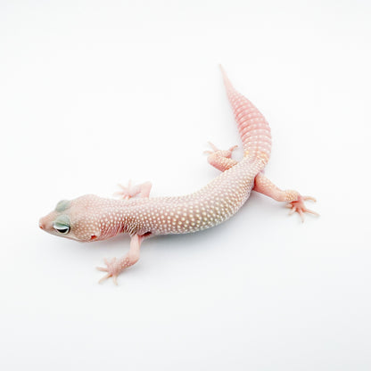 ブレイジングブリザード