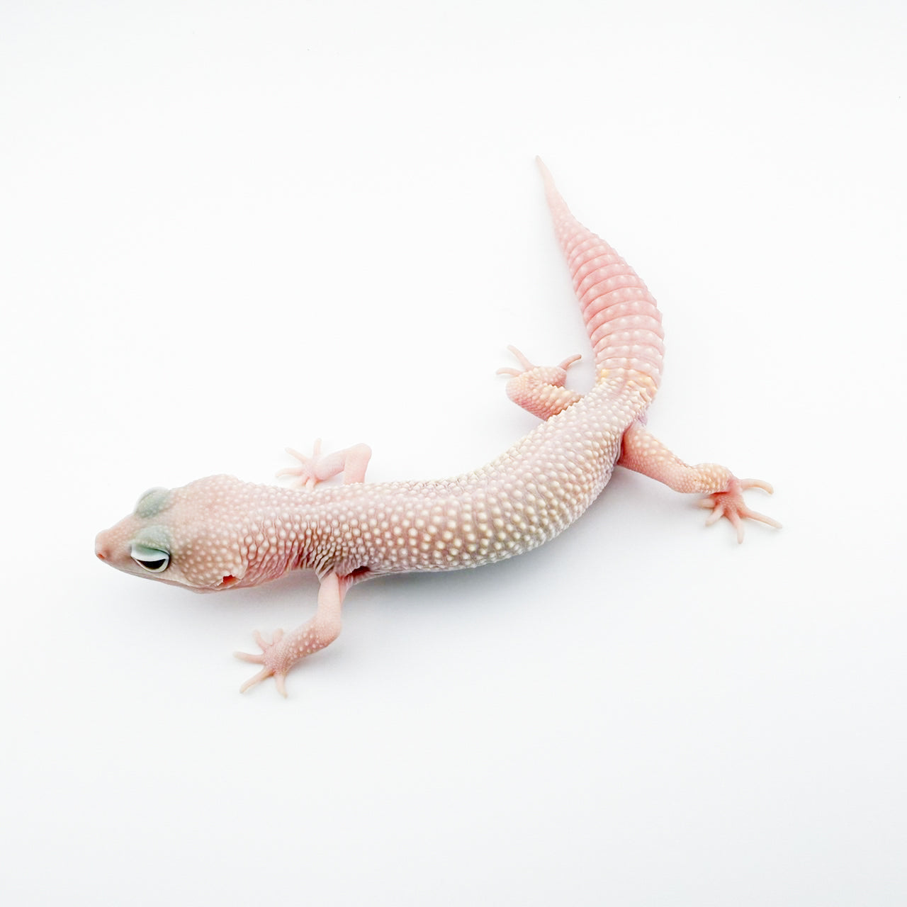 ブレイジングブリザード