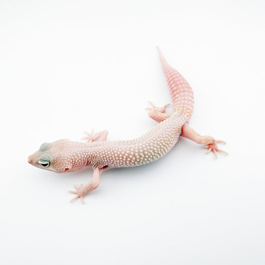 ブレイジングブリザード