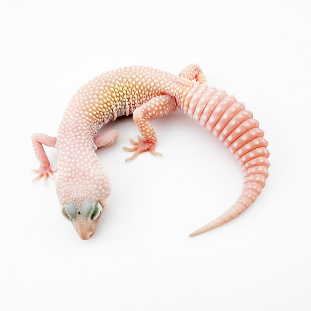 ブレイジングブリザード