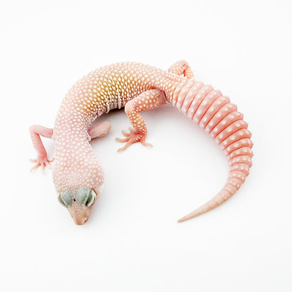 ブレイジングブリザード