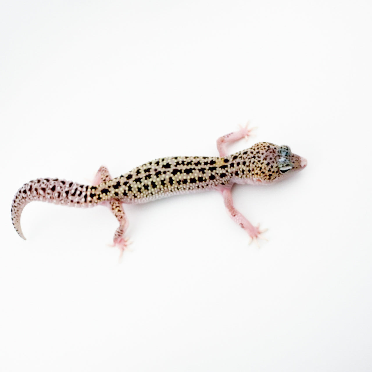 マックスノーエクリプス