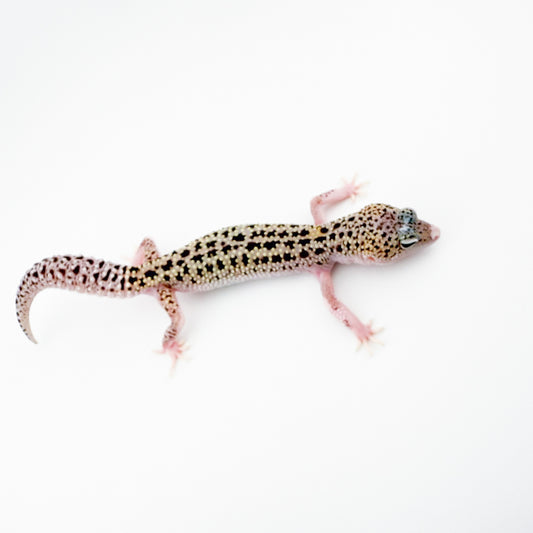 マックスノーエクリプス