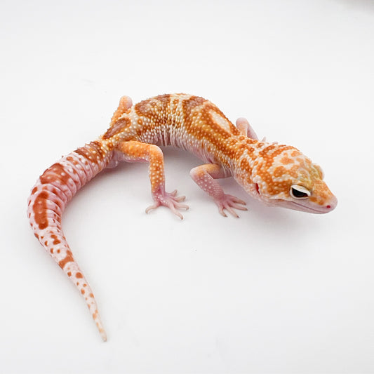 マックスノータイフーン