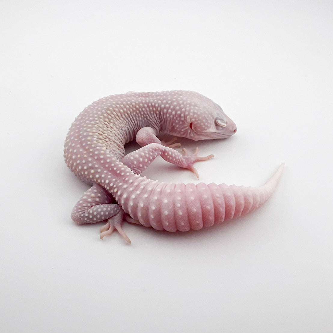 マックスノーホワイトナイト